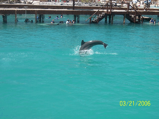 Image swd32.gif for directory Swimming with the Dolphins - Cancun 2006