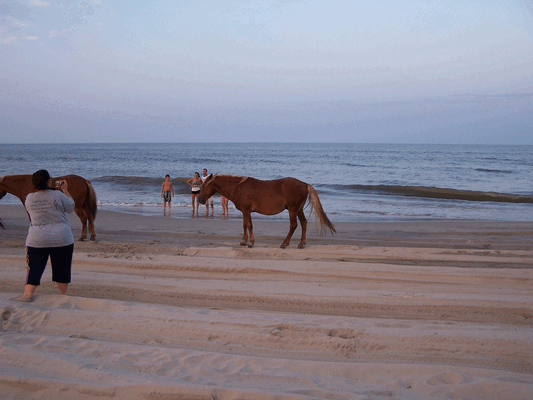 Image Mike_at_Nags_Head_2009_Tues-Fri_97.gif for directory Mike at Nags Head 2009 Tues-Fri