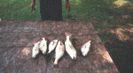 Image 2 (fish04_small.gif) for directory Fishing.