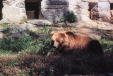 Image 5 (zoo05_small.gif) for directory Zoo.