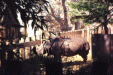 Image 8 (zoo08_small.gif) for directory Zoo.