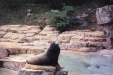 Image 11 (zoo11_small.gif) for directory Zoo.