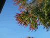 Random User Pic Birds_Fall_2010_30.gif for the year 2010 directory Birds Fall 2010