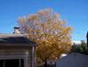 Random User Pic More_Fall_Pics_2010_30.gif for the year 2010 directory More Fall Pics 2010