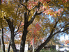 Image 30 (More_Fall_Pics_2010_37_small.gif) for directory More Fall Pics 2010.