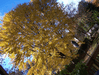 Random User Pic More_Fall_Pics_2010_6.gif for the year 2010 directory More Fall Pics 2010