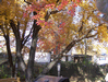 Random User Pic More_Fall_Pics_2010_9.gif for the year 2010 directory More Fall Pics 2010