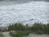 Image 28 (Carolla_Beach_Vacation_2011_2_34_small.gif) for directory Carolla Beach Vacation 2011 2.