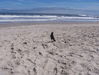 Image 53 (Carolla_Beach_Vacation_2011_4_57_small.gif) for directory Carolla Beach Vacation 2011 4.