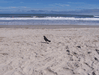 Image 54 (Carolla_Beach_Vacation_2011_4_58_small.gif) for directory Carolla Beach Vacation 2011 4.