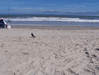 Image 55 (Carolla_Beach_Vacation_2011_4_59_small.gif) for directory Carolla Beach Vacation 2011 4.