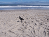 Random User Pic Carolla_Beach_Vacation_2011_4_67.gif for the year 2011 directory Carolla Beach Vacation 2011 4