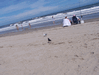 Image 65 (Carolla_Beach_Vacation_2011_4_68_small.gif) for directory Carolla Beach Vacation 2011 4.