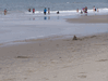 Image 26 (Beach_Pics_from_Mike_2012_1_123_small.gif) for directory Beach Pics from Mike 2012 1.