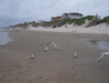 Image 12 (Beach_Pics_from_Mike_2012_2_110_small.gif) for directory Beach Pics from Mike 2012 2.