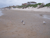 Image 14 (Beach_Pics_from_Mike_2012_2_112_small.gif) for directory Beach Pics from Mike 2012 2.