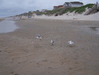 Image 15 (Beach_Pics_from_Mike_2012_2_113_small.gif) for directory Beach Pics from Mike 2012 2.