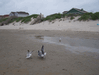 Image 17 (Beach_Pics_from_Mike_2012_2_115_small.gif) for directory Beach Pics from Mike 2012 2.