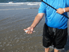 Image 80 (Beach_Pics_from_Mike_2012_2_31_small.gif) for directory Beach Pics from Mike 2012 2.