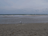 Image 110 (Beach_Pics_from_Mike_2012_2_59_small.gif) for directory Beach Pics from Mike 2012 2.