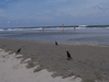 Image 112 (Beach_Pics_from_Mike_2012_2_60_small.gif) for directory Beach Pics from Mike 2012 2.