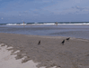 Image 114 (Beach_Pics_from_Mike_2012_2_62_small.gif) for directory Beach Pics from Mike 2012 2.