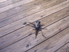 Image 7 (Mikes_Spider_6_small.gif) for directory Mikes Spider.