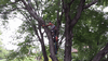 Image 6 (Tree_Pics_2014_15_small.gif) for directory Tree Pics 2014.