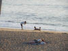 Image 168 (Beach_2015_82_small.gif) for directory Beach 2015.